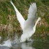 A swan takes off in front of us by Michael Askin – 15 April 2006