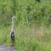 Heron - Slough Arm by Fray\'s Aqueduct by Chris Bushill – 15 June 2005