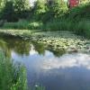 Lots of water lilies here by John Howarth – 30 July 2007